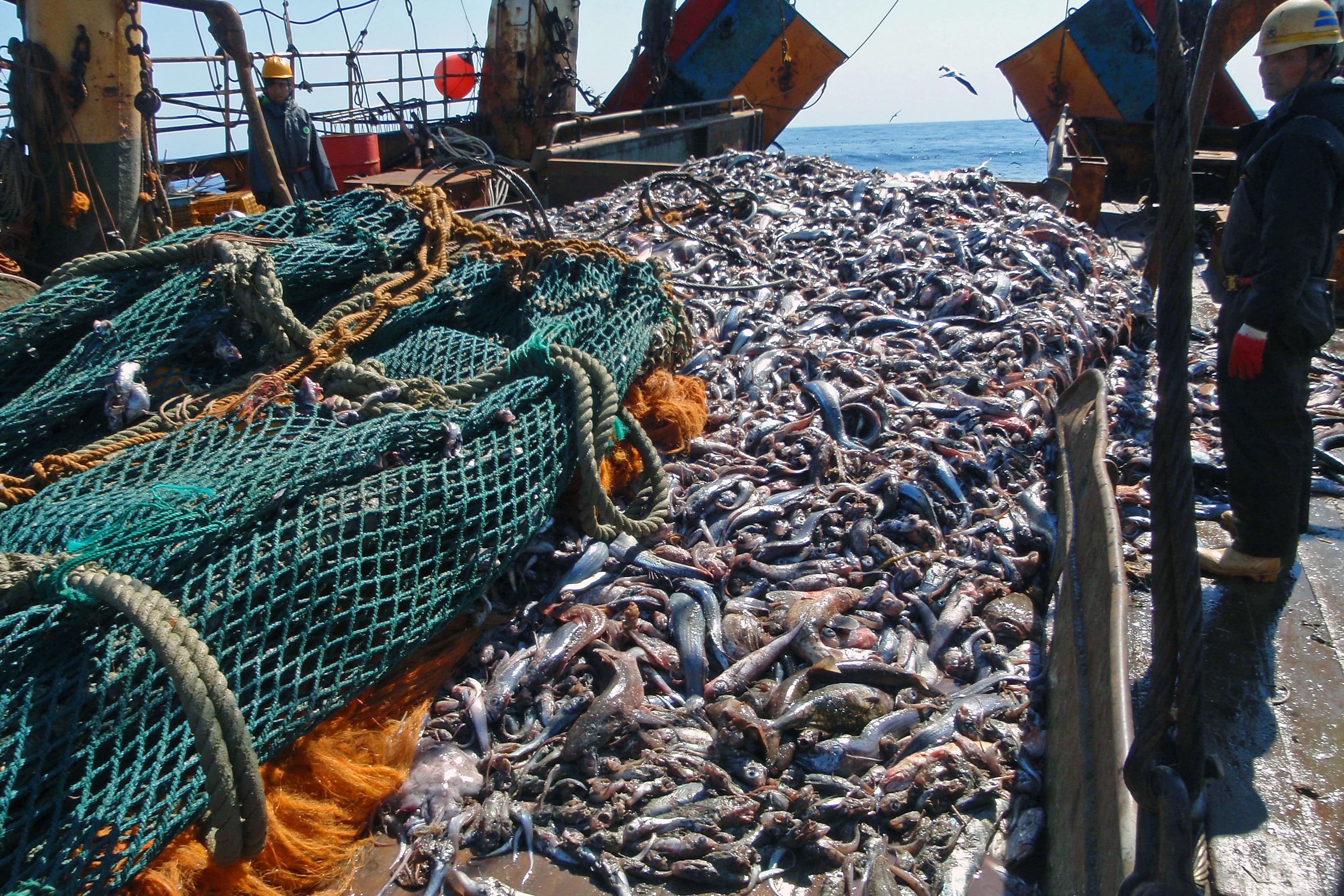 New Zealand Fishery Catch Estimated At 2 7 Times More Than Reported 