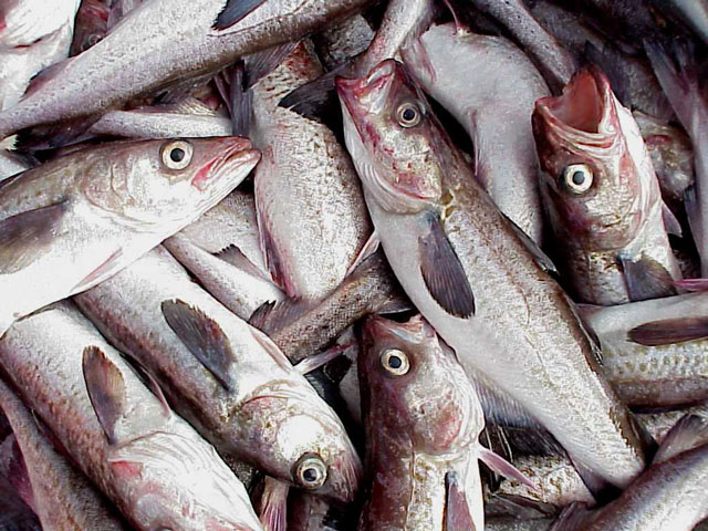 Ten Million Tonnes Of Fish Wasted Every Year Despite Declining Fish 